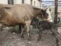 गाय, Simmental cattle — फ़ोटो 2