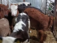 Vaca, Vaca Limousin — foto 6