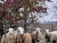 Qoʻchqor, Katum sheep — 7-rasm
