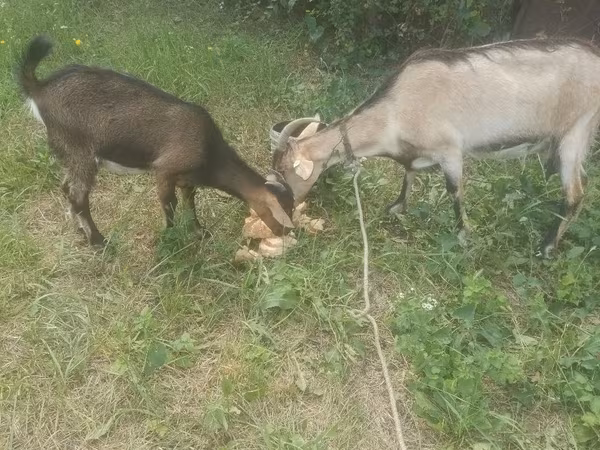Echki, Echkilar