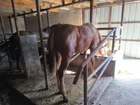 Caballo, Thoroughbred horse — foto 7