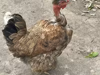 Brahma — Foto 5