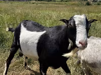 बकरा, LaMancha goats — फ़ोटो 3