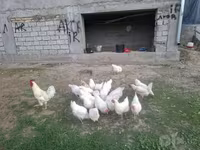 Ломан Браун — сүрөт 2