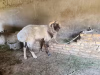 Кочкор, Рён кочкору — сүрөт 4