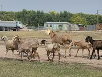 Кочкор, Гиссар койу — сүрөт 8