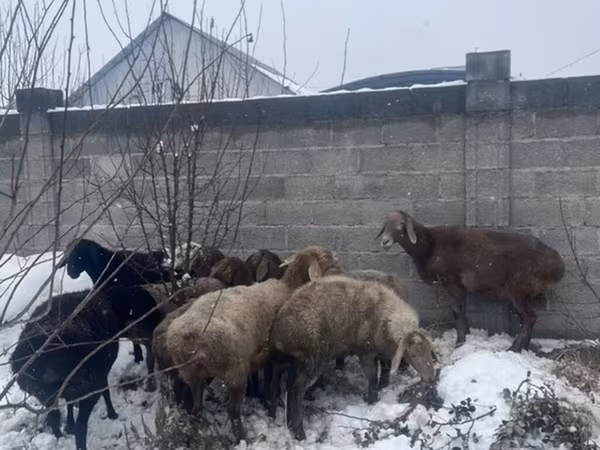 Бараны