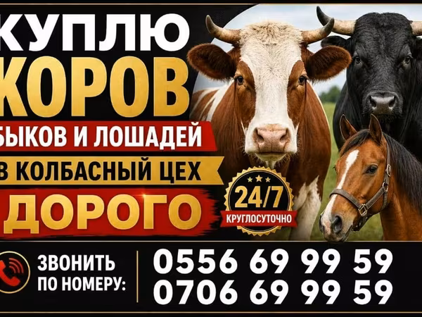 Корова, Коровы — Кыргызстан