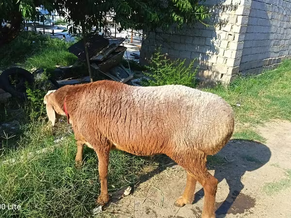 公羊, Agin sheep — 乌兹别克斯坦