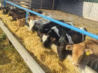 Kuh, Holstein-Rasse — Foto 4
