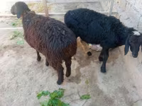 كبش, Hissar sheep — الصورة 2