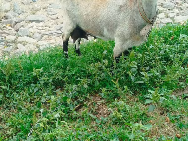 Cabra, Cabras