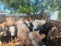 Toro, Ganado vacuno — foto 6