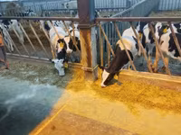 Buqa, Yaroslavl cattle — 1-rasm