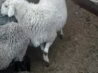 Кочкор, Романов койу — сүрөт 2