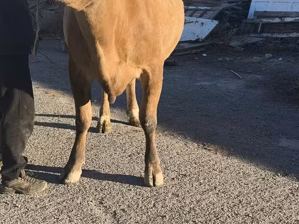 Симментальская порода
