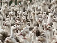 Amerika Pekin — 3-rasm