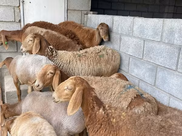 Кой, Койлор — Кыргызстан
