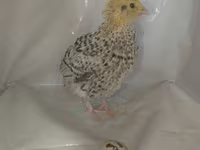 Quails — الصورة 6