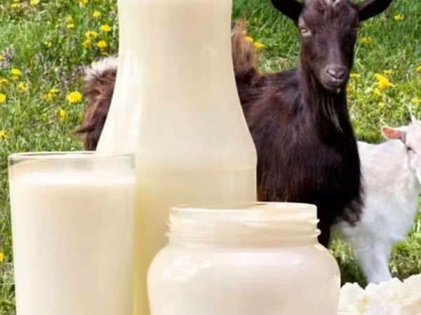Козье молоко и молочные продукты домашнего приготовления. -