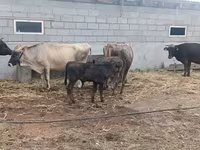 母牛, Cattle — 照片 2