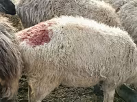 Ram, Hissar sheep — photo 6