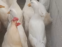 Домашняя мушка — сүрөт 3