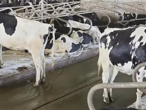 கோல்ஷ்டின் இனம்த்