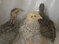 Quails — الصورة 2