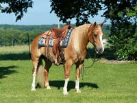 Hengst, Gypsy horse — Foto 2