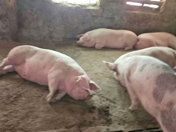 Säue, Schweine