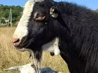 बकरा, LaMancha goats — फ़ोटो 1