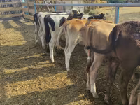 Kuh, Holstein-Rasse — Foto 1