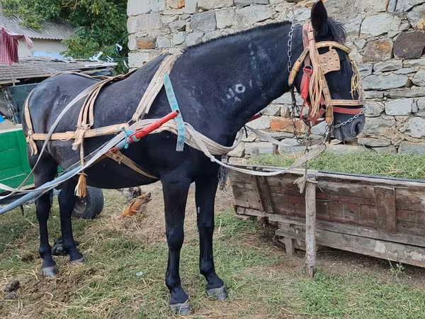 فرس, الخيول