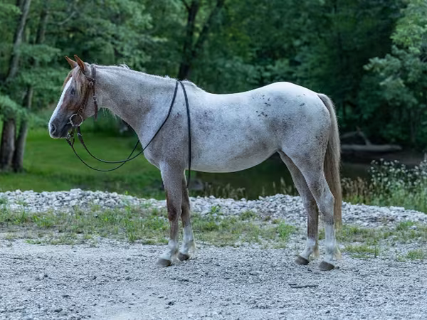 Yegua, Quarter Horse
