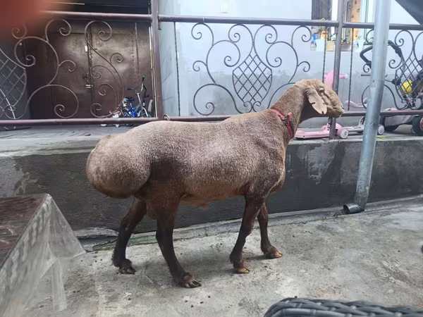 Кой, Койлор — Өзбекстан