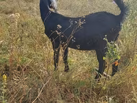 عنزة, Nubian Goat — الصورة 2