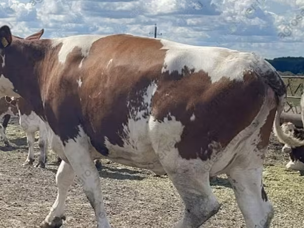 Kuh, Holstein-Rasse