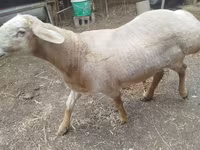 Qoʻchqor, Arashan sheep — 7-rasm