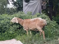 भेड़, Arashan sheep — फ़ोटो 2