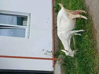 Эчки, Козулар — сүрөт 6