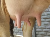 母牛, Swiss cattle — 照片 2
