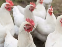 डॉमिनेंट — फ़ोटो 8