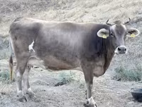 Уй, Украиналык күрөң сүт корозу — сүрөт 3