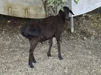 Ziegenbock, Ziegen — Foto 3