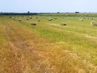 Сено в тюках в поле 800 тюков внутри зелёный 28-30кг ✅ Натуральное — الصورة 5