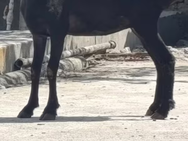 Ziege, Ziegen — Usbekistan