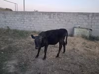 Toro, Raza Alatau — foto 7