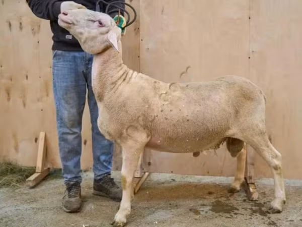 Кочкор, Лакон койу