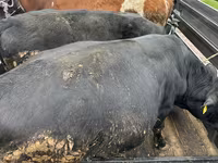 Vaca, Ganado vacuno — foto 1